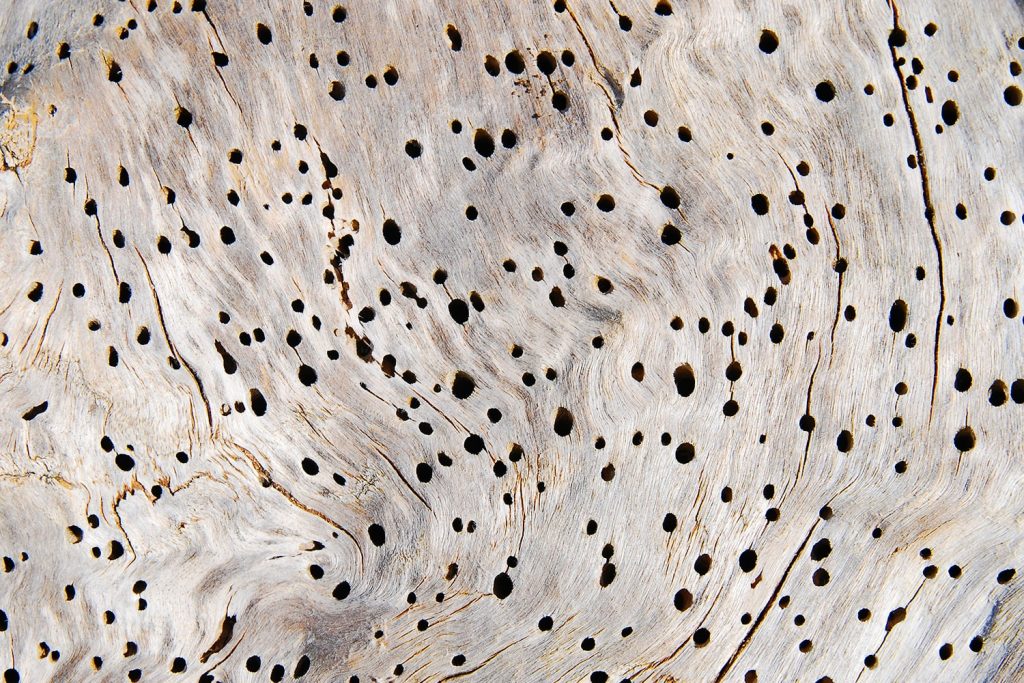 Tarlo del legno: come riconoscerlo e come eliminarlo?