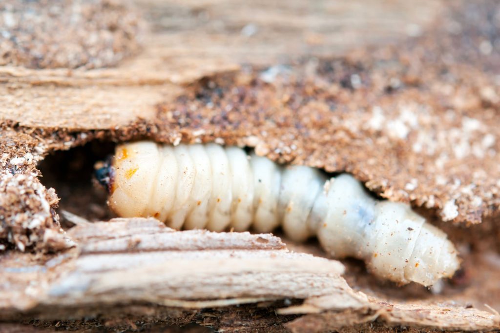 The larva of a woodworm