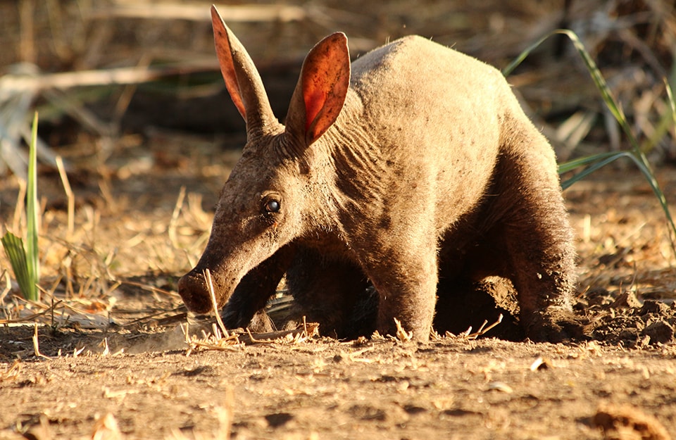 An aardvark, an African mammal that feeds on wood termites