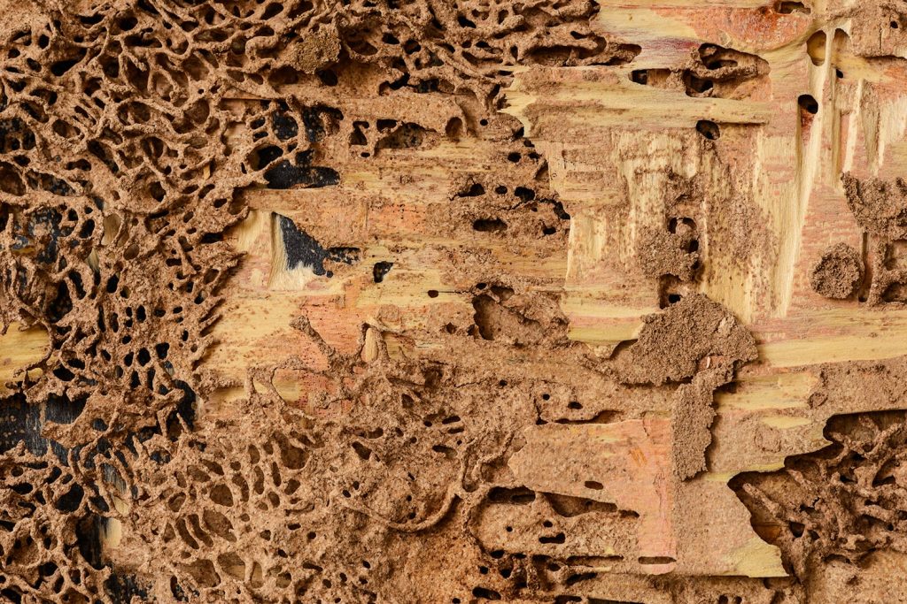 Legno mangiato dalle termiti
