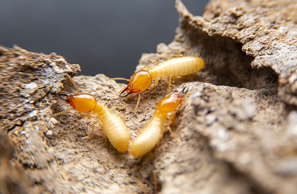 Wood termites in search of food for their larvae