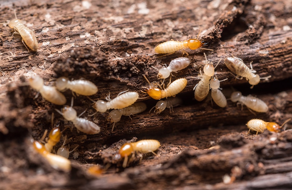 Wood termites at different stages of their lives