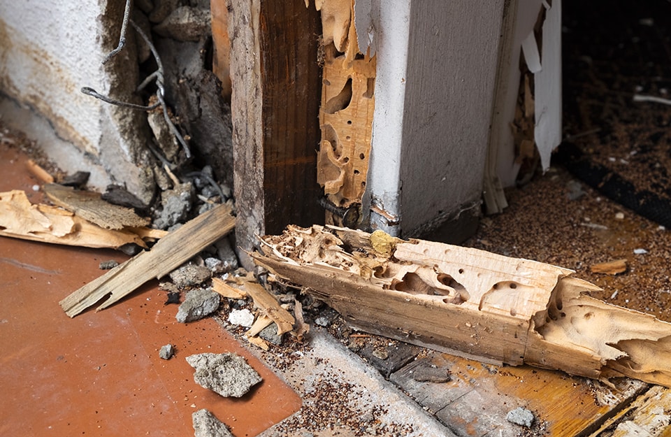 Damage caused by wood termites in a dwelling