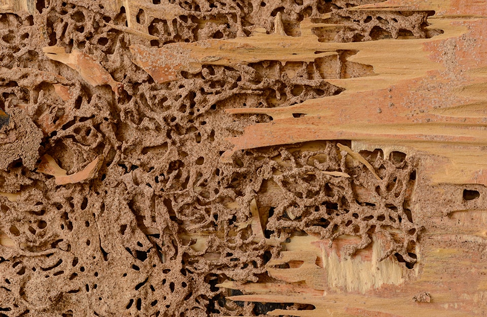 The complex system of tunnels dug by termites inside a wooden wall