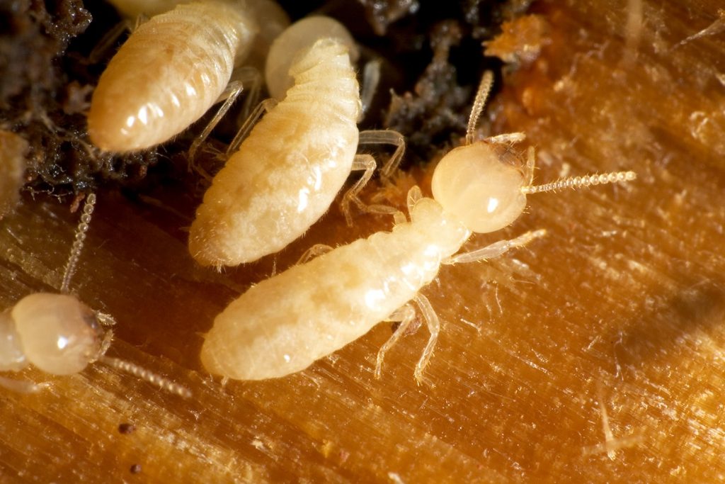 What are wood termites
