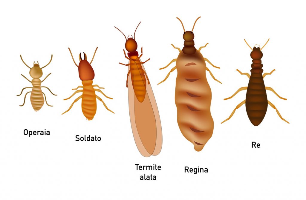 The social structure of wood termites