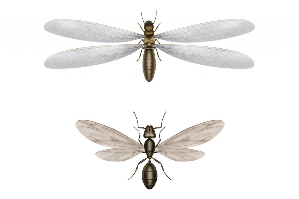 Recognising a flying wood termite from a flying ant