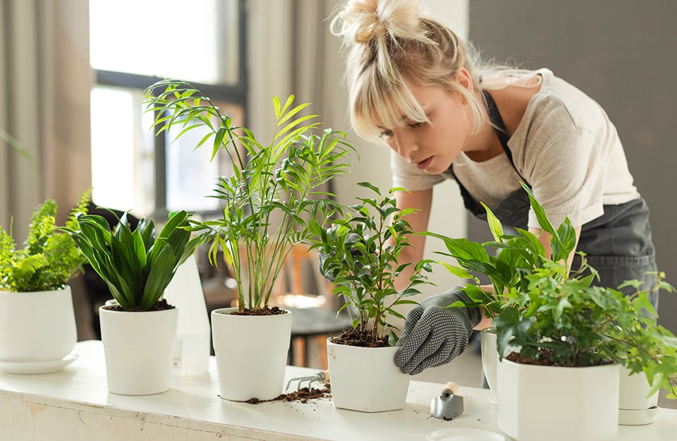 Una ragazza si prende cura delle sue piante in vaso da interni