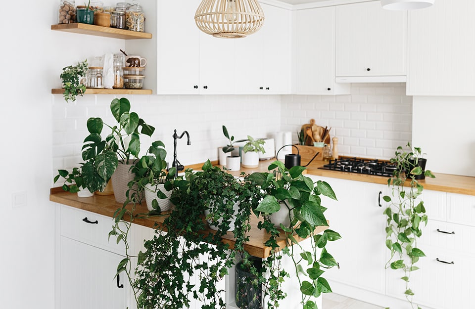 Cucina moderna con isola piena di piante