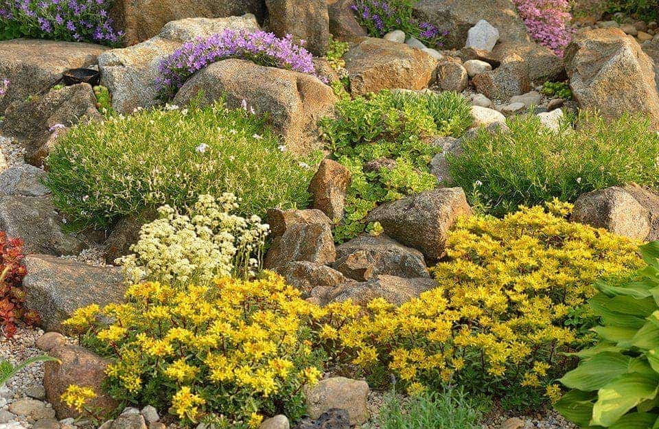Un giardino roccioso con fiori e piante dai molti colori differenti