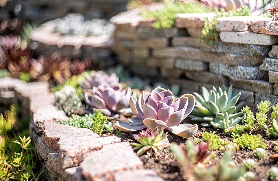 Dettaglio di un giardino roccioso “a gradoni” con piante succulente