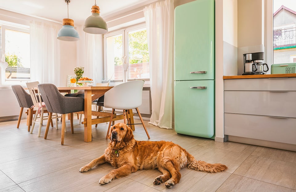 Cucina moderna con frigorifero azzurro pastello, due lampadari industriali colorati sopra un tavolo in legno con sedie dai colori diversi e un grande cane marrone sdraiato in mezzo alla stanza