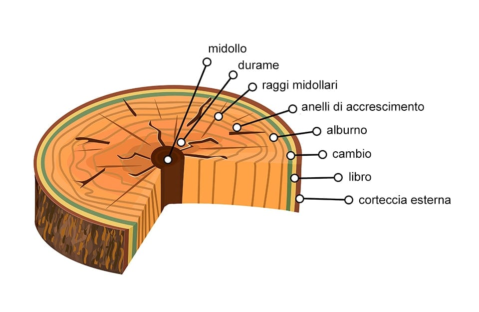 Dibujo esquemático que muestra una sección de un tronco de árbol con las diferentes partes indicadas (médula, duramen, rayos medulares, anillos de crecimiento, albura, cambium, libro y corteza)