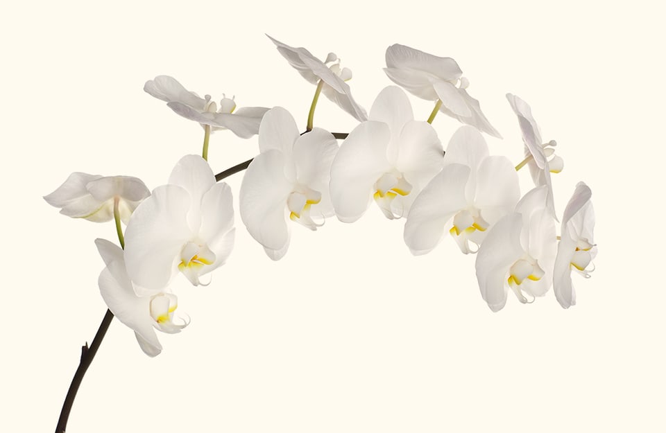 Dei fiori bianchi su sfondo bianco floreale