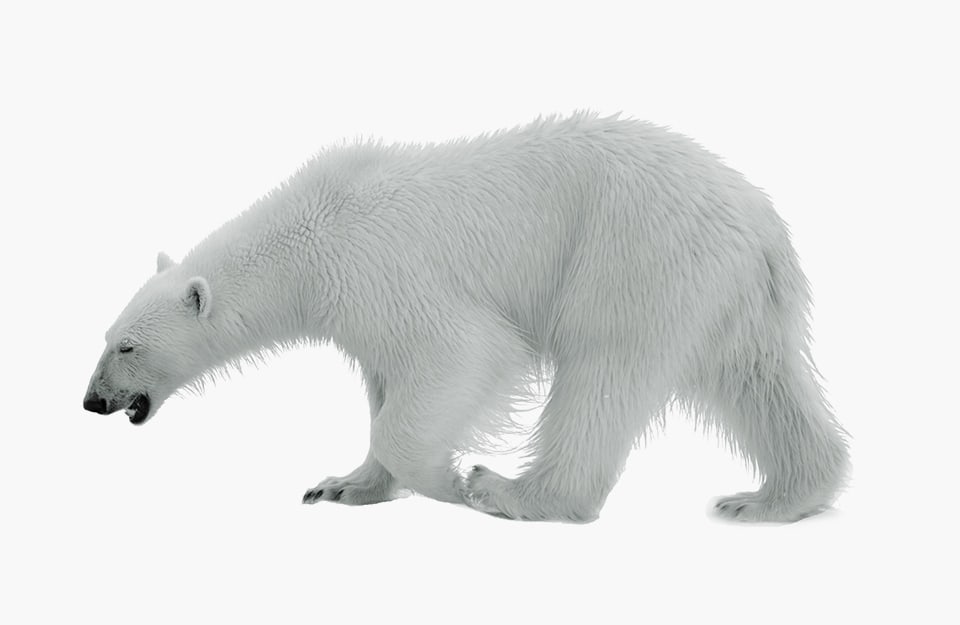 Un orso polare su sfondo bianco