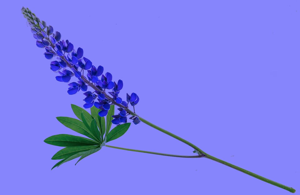 Un fiore di bluebonnet su sfondo blu