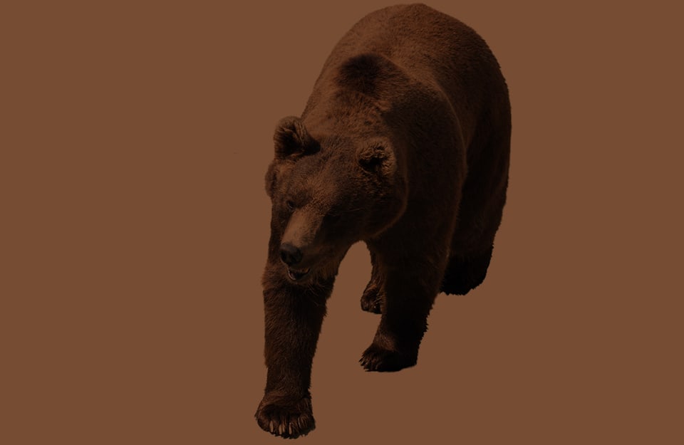 Un orso bruno su sfondo dello stesso colore