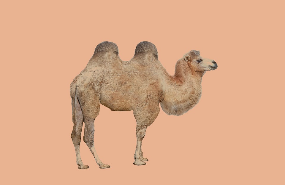 Un cammello su sfondo color cammello