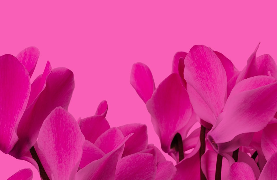 Dei fiori di ciclamino su sfondo rosa ciclamino