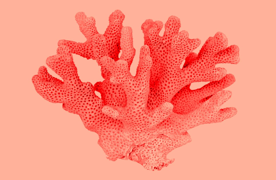 Del corallo su sfondo corallo chiaro
