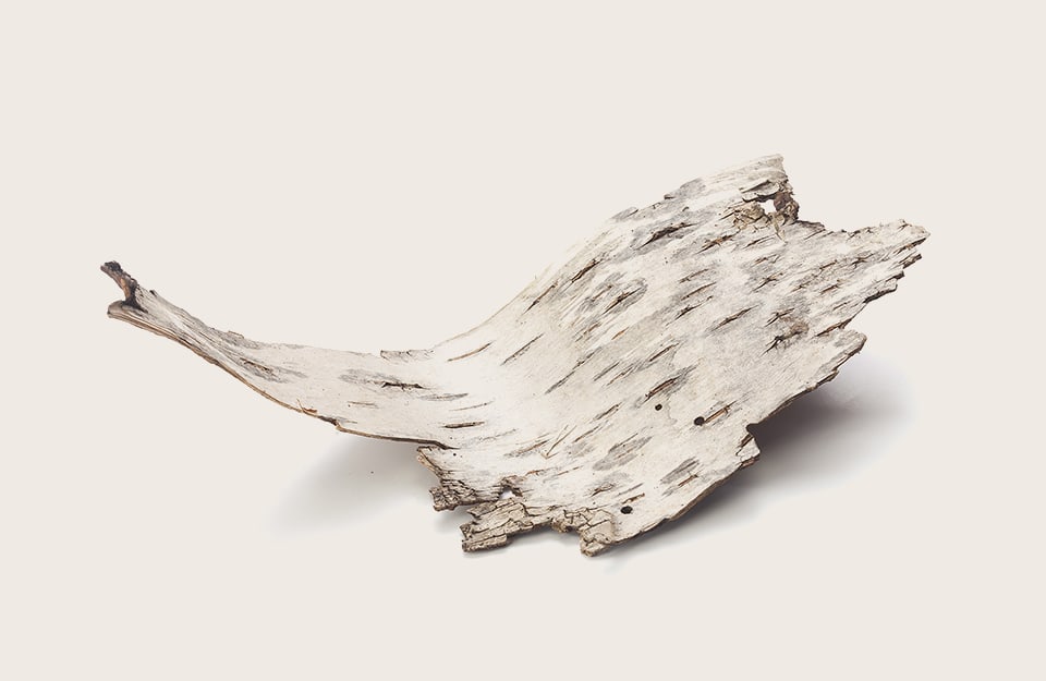 Un frammento di corteccia di betulla su sfondo bianco sporco