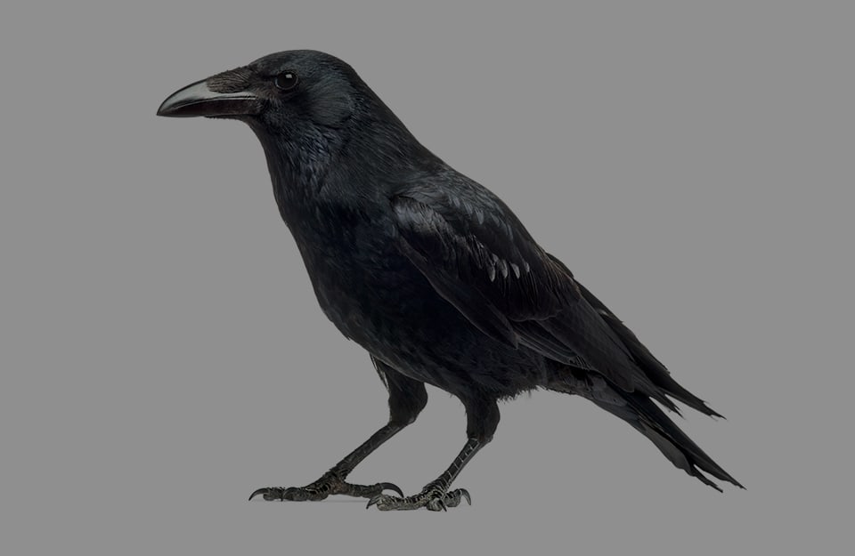 Un corvo nero su sfondo grigio