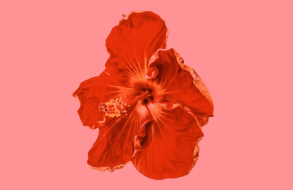 Il fiore di un gladiolo su sfondo rosso tenue