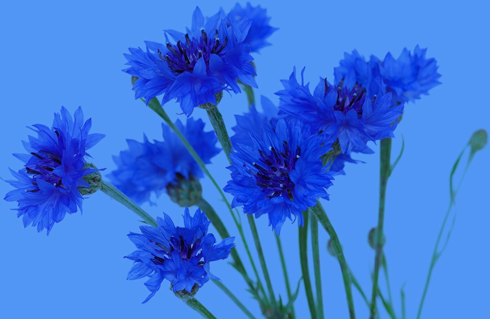Dei fiori di fiordaliso su sfondo monocromatico blu