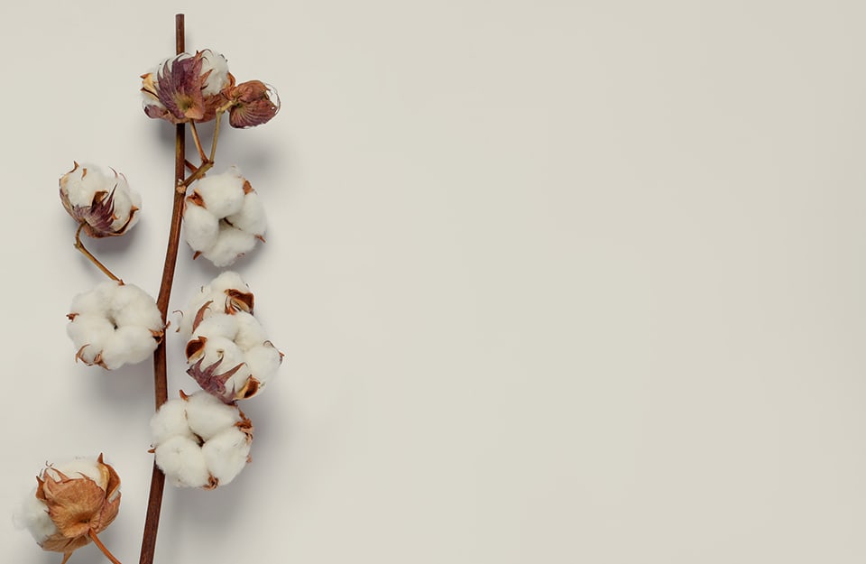 Un ramoscello di fiori di cotone su sfondo monocromatico neutro