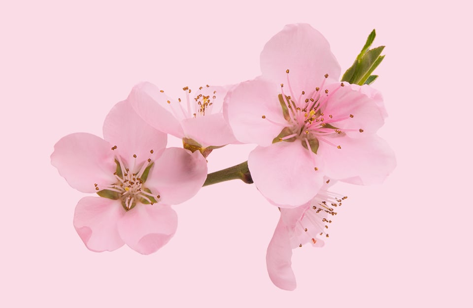 Dei fiori di ciliegio su sfondo rosa