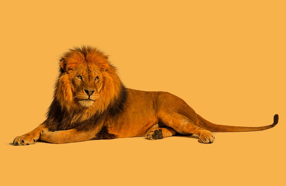 Un leone straiato su un sottofondo color fulvo