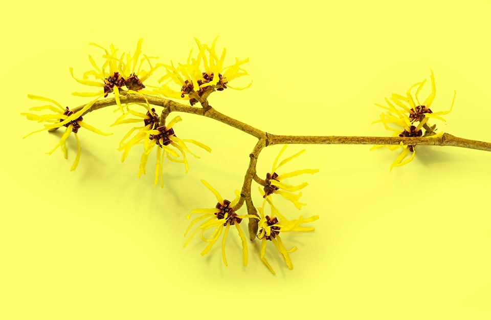 Un rametto fiorito di amamelide su sfondo giallo