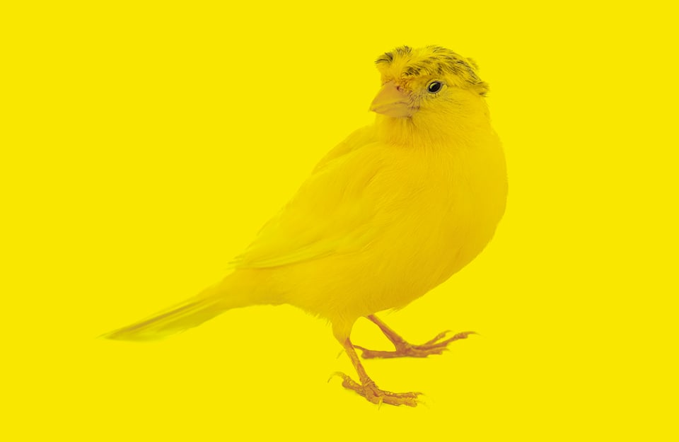 Un canarino giallo su sfondo giallo