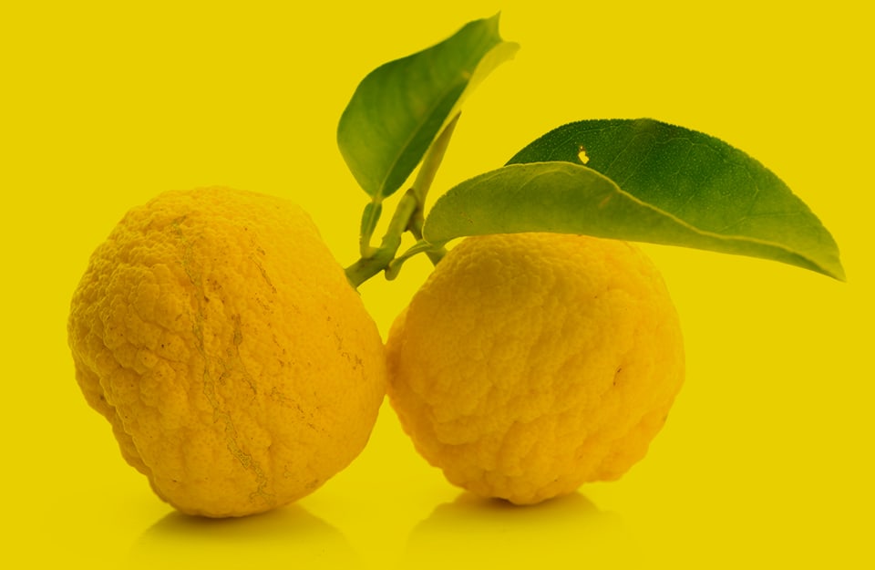Due frutti di cedro su sfondo giallo