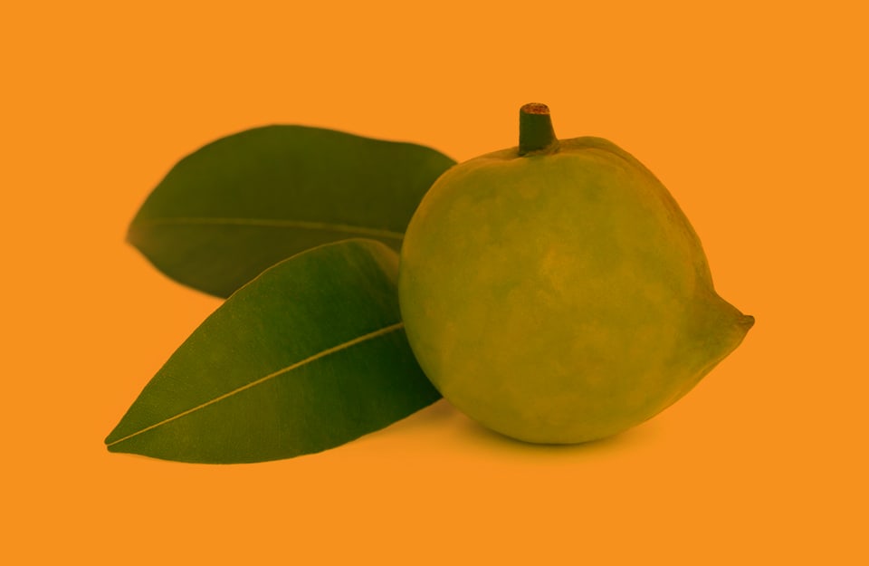 Un frutto di garcinia, pianta dalla quale si estrae la resina gommagutta