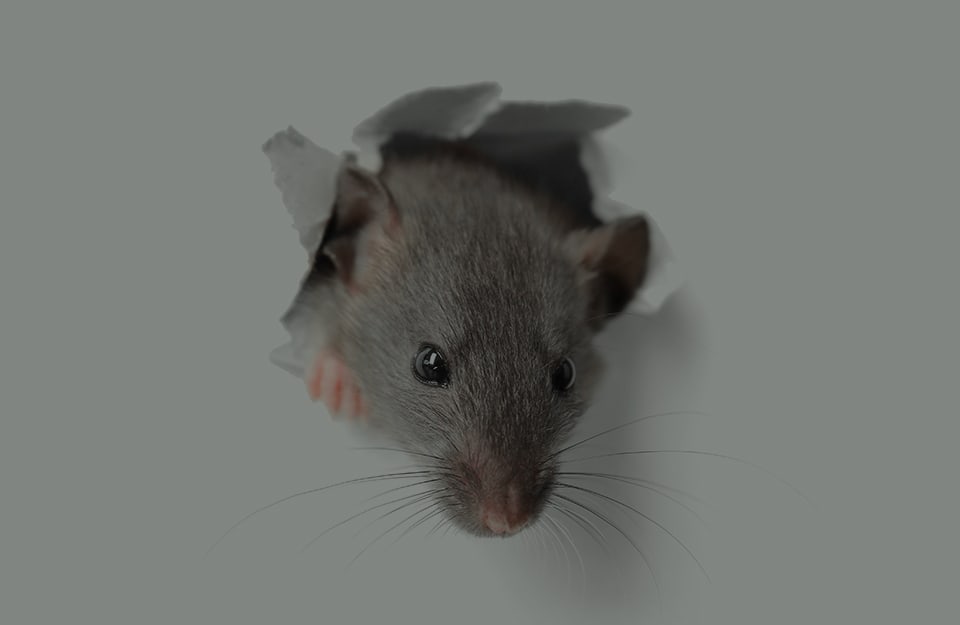 La testa di un topo spunta da un buco in un foglio o una parete di color grigio topo