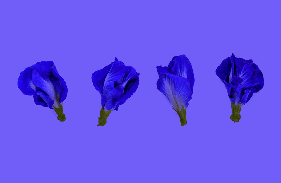 Dei fiori di Clitoria ternatea su sfondo violetto