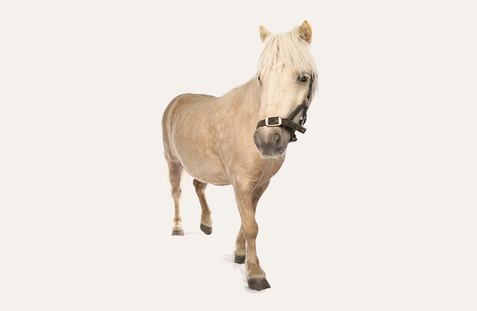 Un pony delle Shetland su sfondo color Isabella