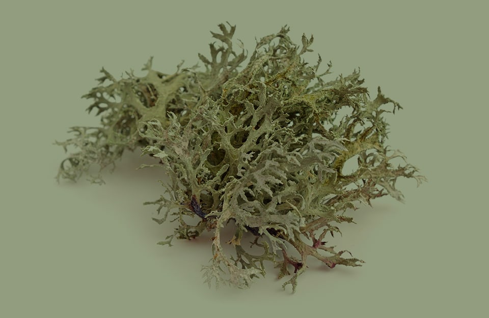 Un cespuglio di lichene su sfondo monocromatico color lichene