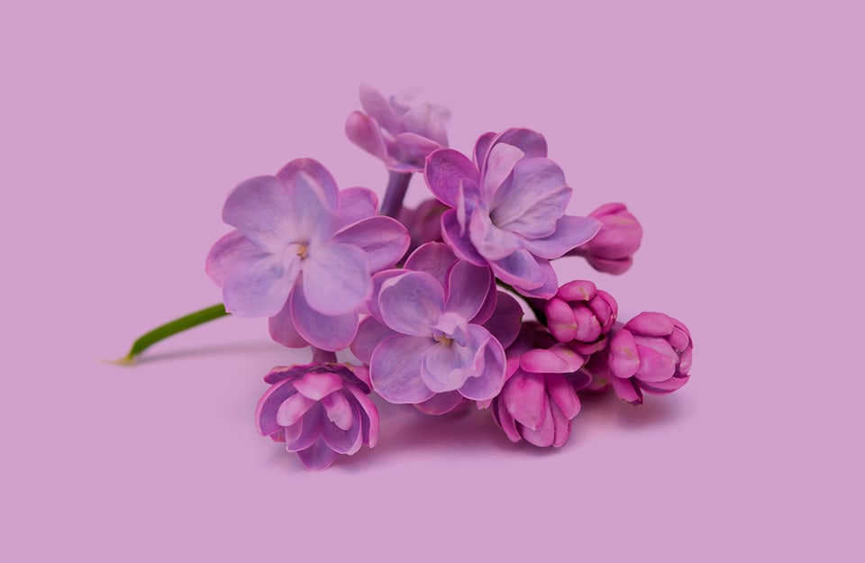 Un rametto fiorito di lillà su sfondo lilla
