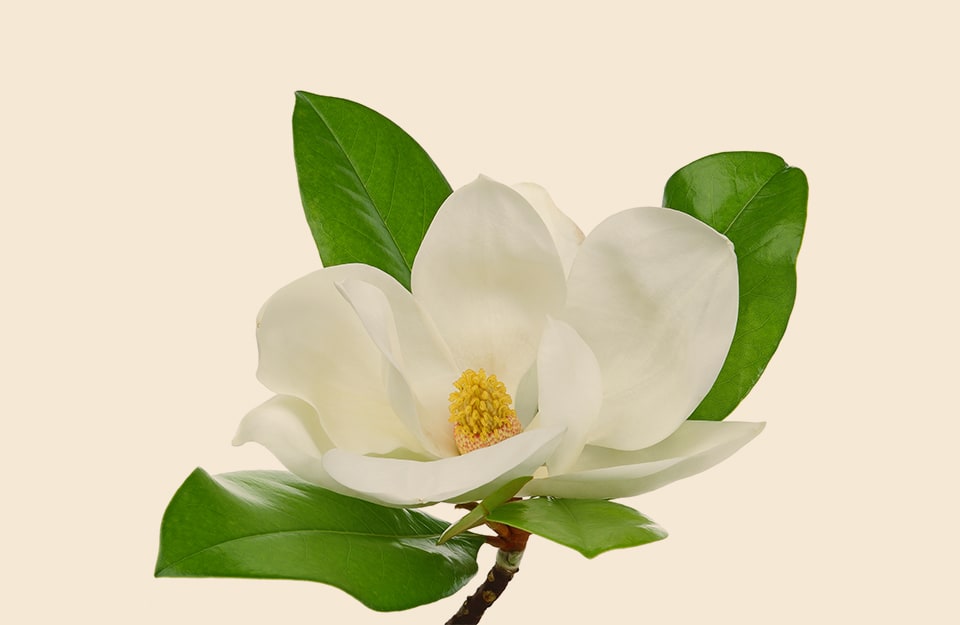 Un fiore di magnolia su fondo color magnolia