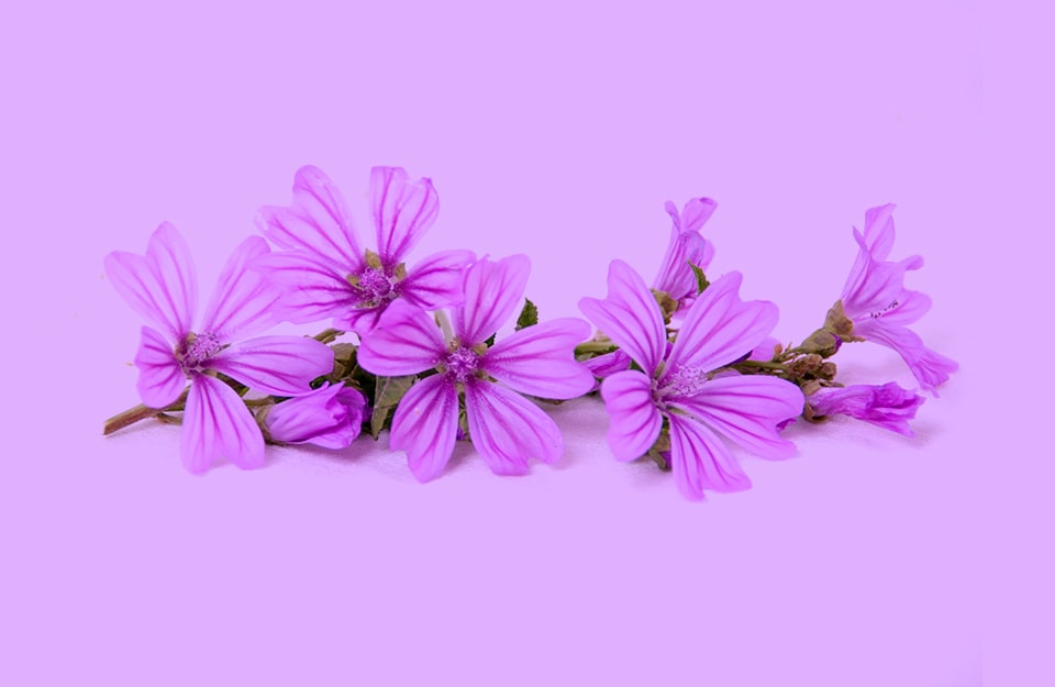Dei fiori di malva su sfondo monocromatico color malva