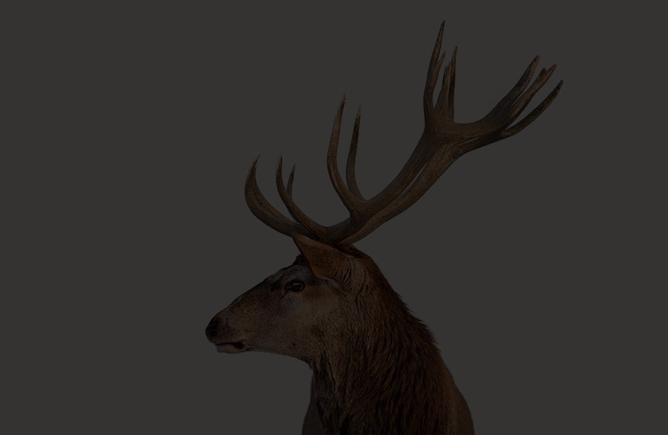 Una testa di cervo su sfondo grigio scuro