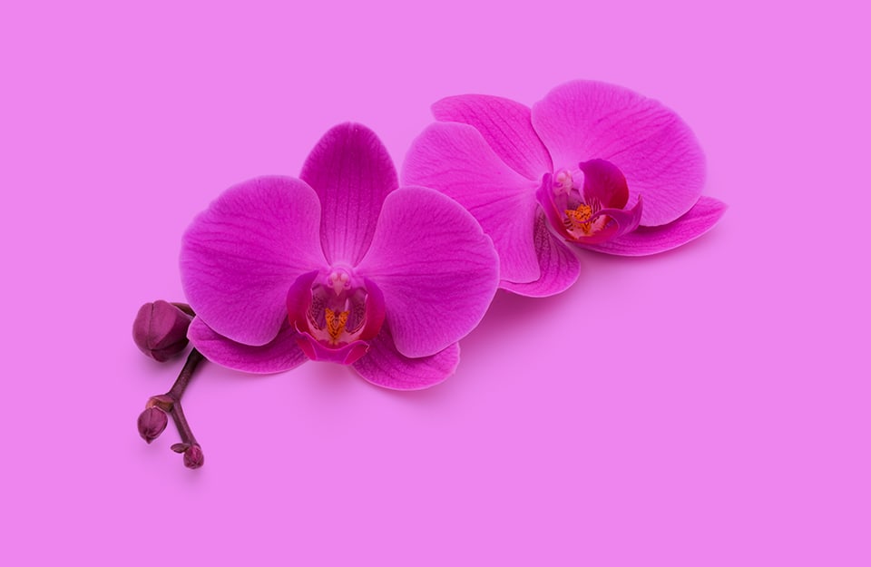 Dei fiori di orchidea su sfondo color orchidea