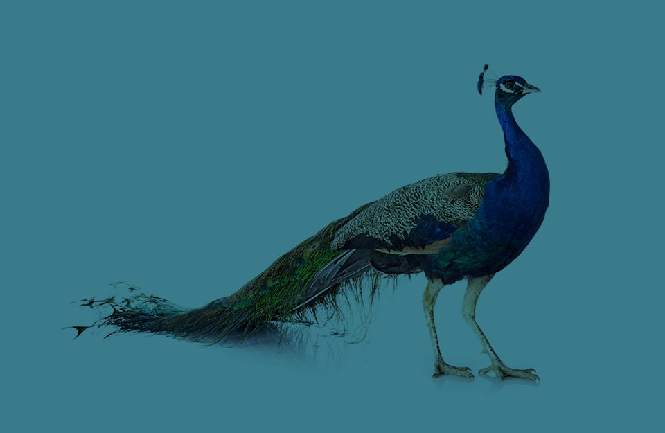 Un pavone su sfondo monocromatico blu pavone
