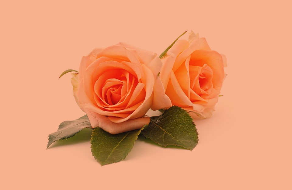 Due rose di colore rosa arancio su sfondo della stessa tonalità
