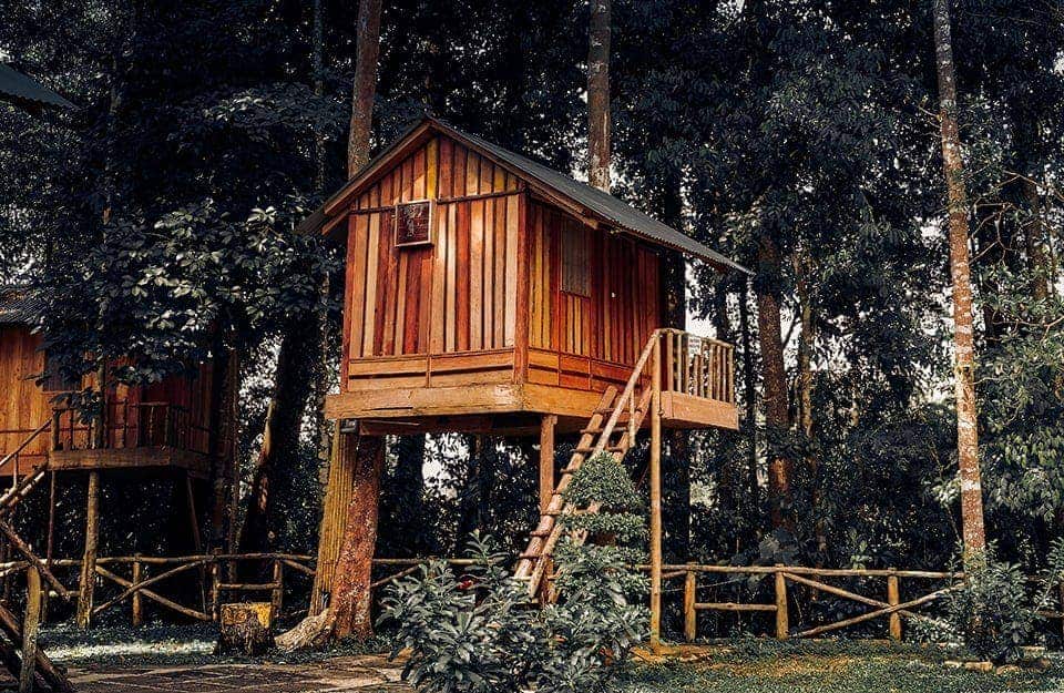 Una casa sull'albero in mezzo a un bosco di conifere