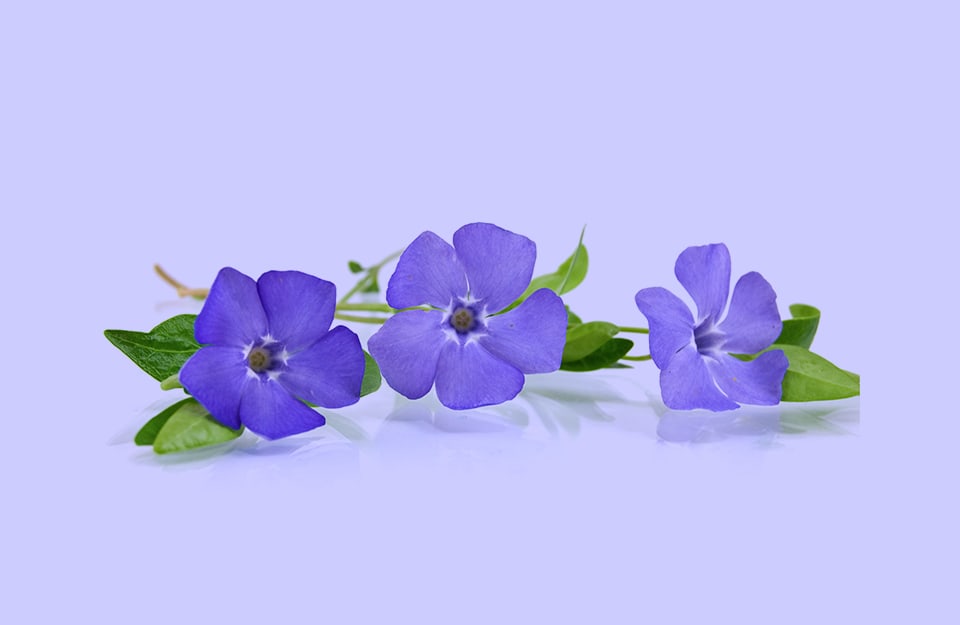 Tre fiori di pervinca su sfondo color pervinca