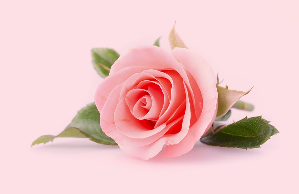 Una rosa su sfondo rosa