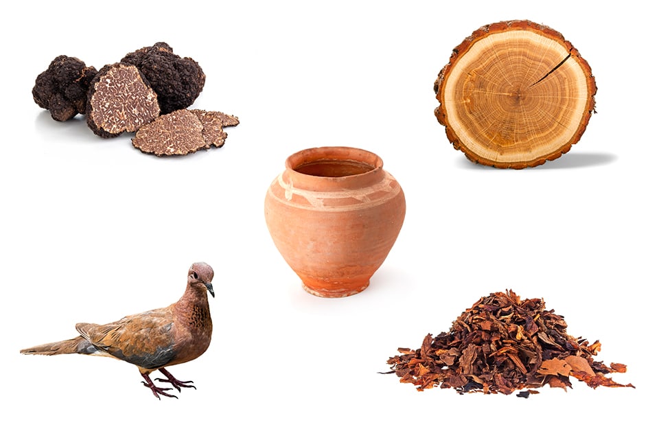 Composizione grafica con alcuni degli elementi che rappresentano i colori con la T: tartufo, tronco, terracotta, tortora e tabacco